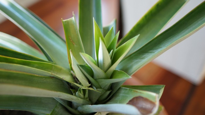 Pineapple status update Pineapple with two (three??) plants