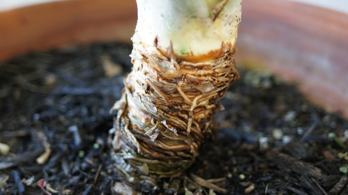 Pineapple Root System