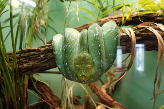 Another specimen at the herpatarium